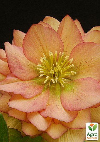 Морозник махровый (Helleborus) "Double Apricot Peach"