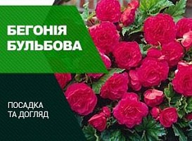 Бегонія бульбова: посадка та догляд - корисні статті про садівництво від Agro-Market