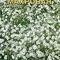 Гипсофила "Махровая" ТМ "Аэлита" 0.05г