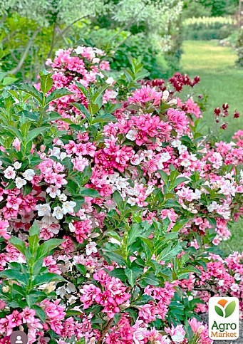 Вейгела "Marjorie" (Weigela Florida) - фото 2