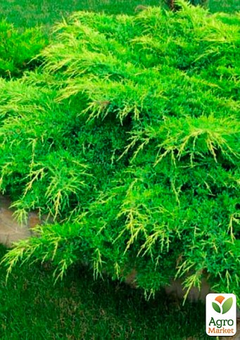 Можжевельник средний "Mint Julep" (контейнер Р9, высота 10-12 см) - фото 4