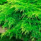 Можжевельник средний "Mint Julep" (контейнер Р9, высота 10-12 см)
