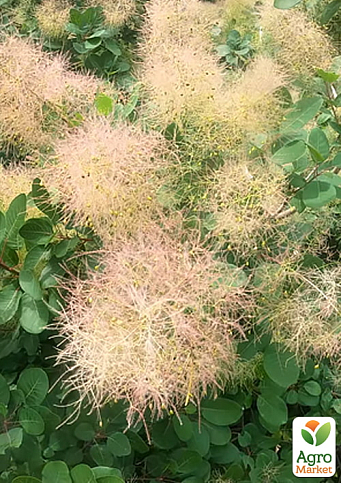 Скумпия обыкновенная (Cotinus Coggygria) высота 40-50см