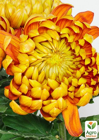 Хризантема зрізна "Golden Elf" - фото 2