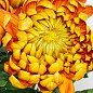 Хризантема зрізна "Golden Elf" купить