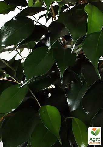 Фикус "Ficus benj. Danielle" дм 21 см выс. 110 см