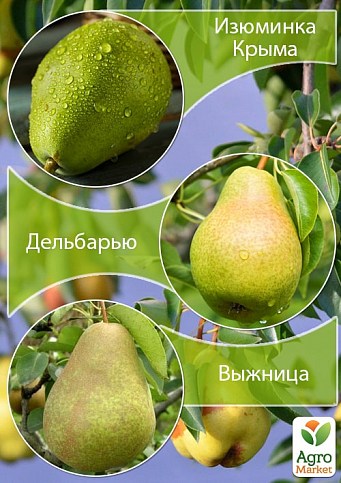 Дерево-сад Груша "Изюминка Крыма+Дельбарью+Выжница" 