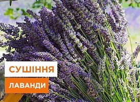 Як правильно сушити лаванду: поради та рекомендації - корисні статті про садівництво від Agro-Market