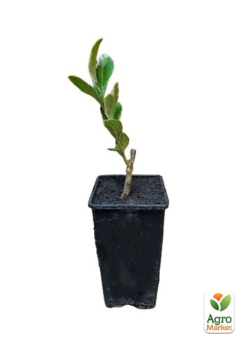 Лайм варієгатний "Tahiti Variegata" (дуже соковитий, ароматний плід) - фото 3