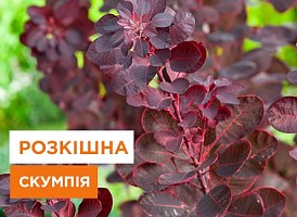 Скумпія: посадка та догляд - корисні статті про садівництво від Agro-Market