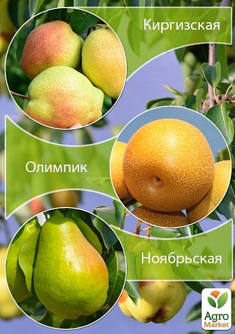 Дерево-сад Груша "Киргизская+Олимпик+Ноябрьская" 