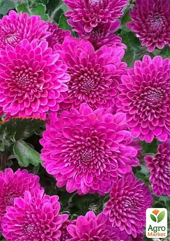 Хризантема мультифлора куляста "Pilou Violet" 