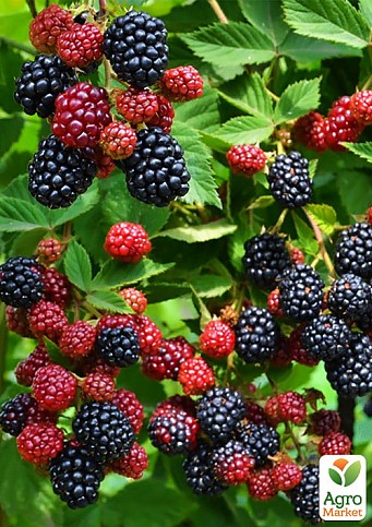 Ежевика позднеспелая "Навахо" (Navaho) - фото 2