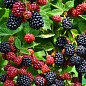 Ежевика позднеспелая "Навахо" (Navaho) купить