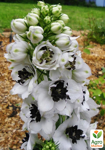 Дельфиниум гибридный "White Dark Bee"