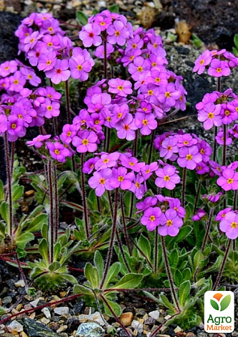 Проломник ветвистый (Androsace sarmentosa) Р9