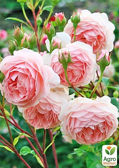 Роза английская "The Alnwick Rose" (саженец класса АА+) высший сорт7
