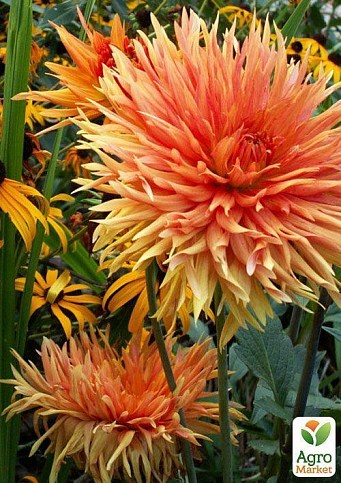 Жоржина "Ludwig Helfert" - фото 2