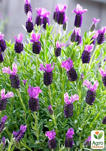 Лаванда французька широколиста "Dark Royalty" - фото 2