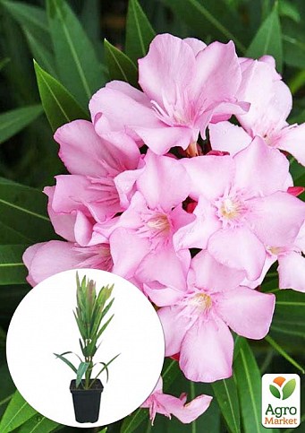 Олеандр душистый "Nerium oleander Pink" (вечнозеленый, ароматный кустарник)