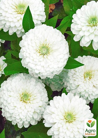 На развес Цинния "Белый мишка" ТМ "Весна" цена за 4г - фото 2