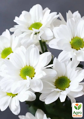Хризантема кущова середньоквіткова "Jackson White"