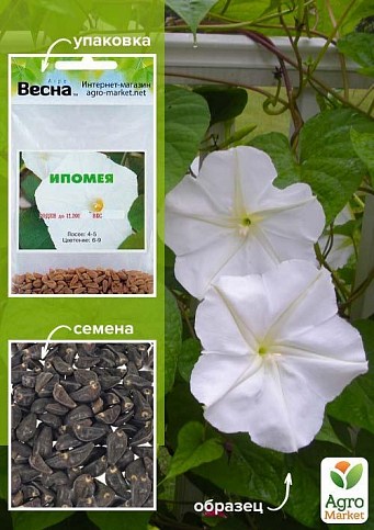 Іпомея біла (Зипер) ТМ "Весна" 1г