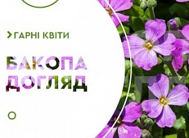 Літній догляд за бакопою - Agro-Market