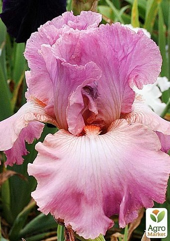 Ірис бородатий великоквітковий "Hortensia rose" 1шт в упаковці