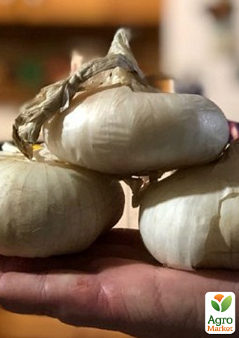 Цибуля "Ялтинська біла" ТМ "Vesna Select" 1.5г