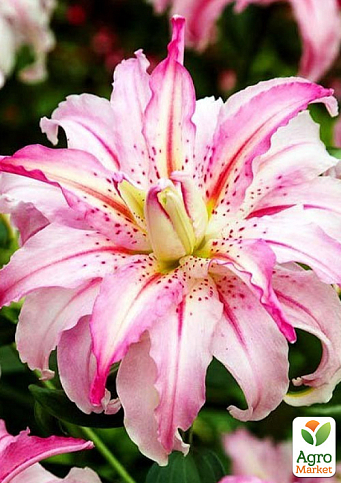 Лилия "Sweet Rosy" 1шт в упаковке