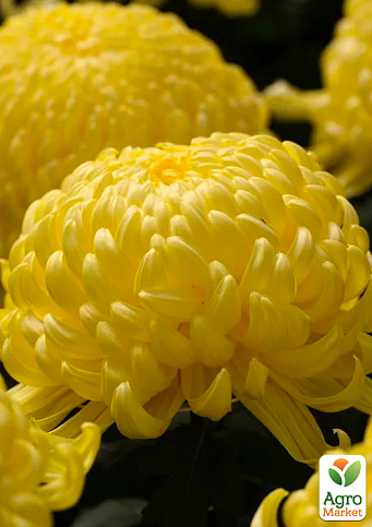 Хризантема великоквіткова "Agora Jaune"