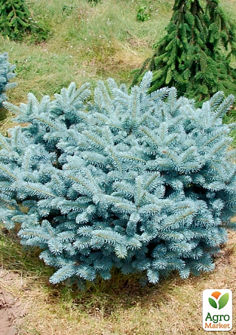 Ель колючая  "Glauca Globosa" С15, диаметр 30-35см