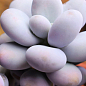 Суккулент Пахифитум "Pachyphytum Oviferum" цена