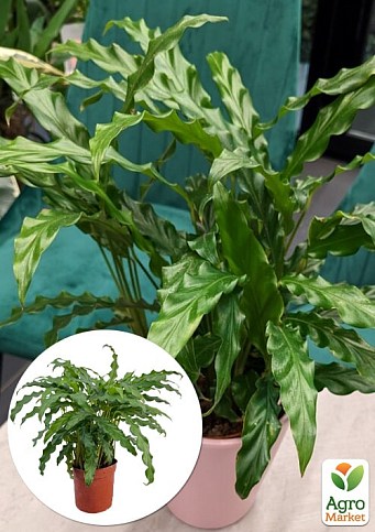 Калатея "Rufigreen" (высота 30-40см)