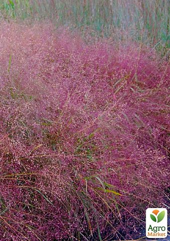 Эрагростис розовый "Eragrostis spectabilis" 