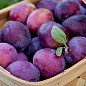 Слива "Велетенська" (осінній сорт, пізній термін дозрівання)