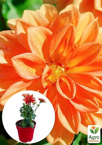 LMTD Георгина низкорослая крупноцветковая "Figaro Orange" (цветущая)