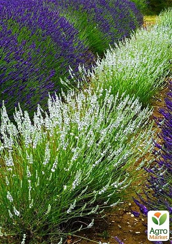 LMTD Лаванда біла 2-х річна "Edelweiss" (20-30см) - фото 3