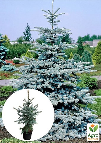 Ель колючая голубая "Suрer Blue" высота 35-50см