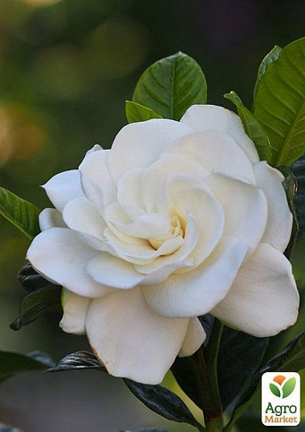 Гардения жасминовидная "Ароматный воздух" (Gardenia jasminoides) дм 17 см выс. 30 см