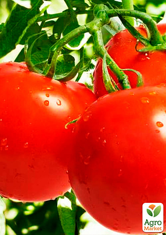 На развес Томат "Загадка" ТМ "Весна" цена за 1г - фото 2