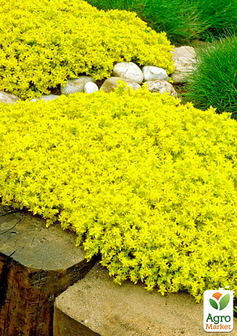 Очиток "Жовта королева" (Sedum acre "Yellow Queen")