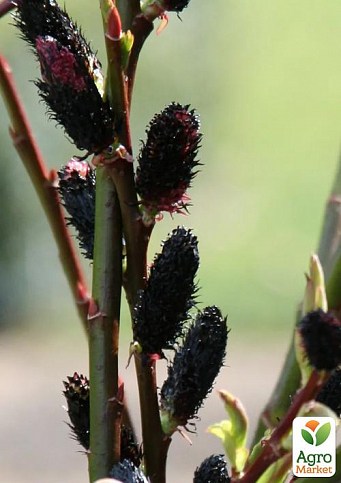 Ива тонкостолбиковая черная "Меланостахис" (Salix gracilistyla "Melanostachys") высота 25-40см - фото 5