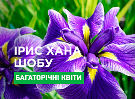 Як вирощувати японські іриси - корисні статті про садівництво від Agro-Market