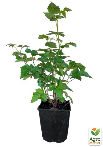 Ежемалина "Букингем Тайберри" 2х-летняя укорененная в контейнере - фото 2