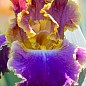 Ірис бородатий крупноквітковий "Fancy Woman"