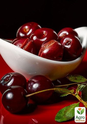 Черешня "Донецкая красавица" (летний сорт, среднеранний срок созревания)