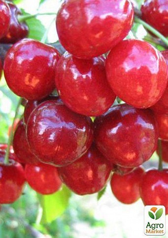 Черешня "Аннушка" - фото 2