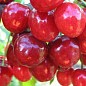 Черешня "Аннушка" купить